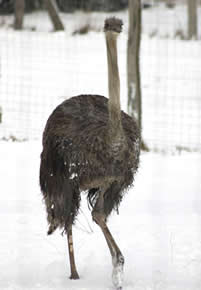 Struisvogels beschermen in de winter